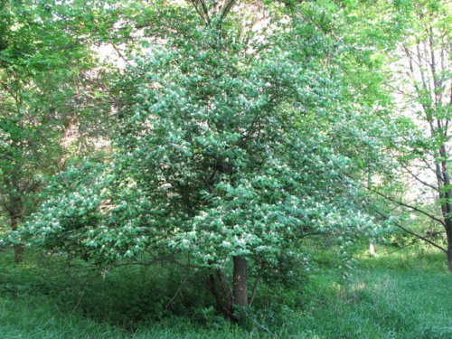 Amur Honeysuckle (Lonicera maackii)