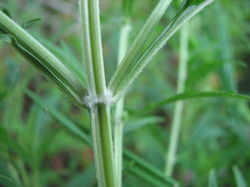 American Bugleweed (Lycopus americanus)