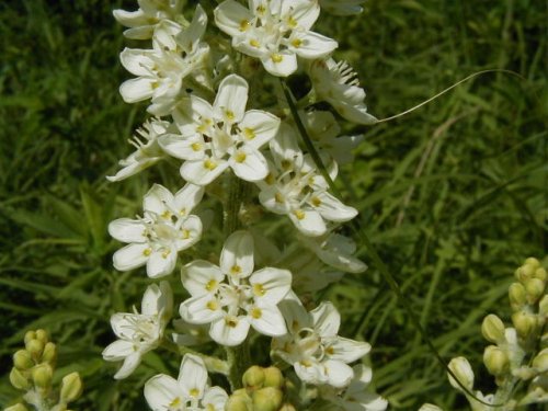 Virginia Bunchflower (Melanthium virginicum)