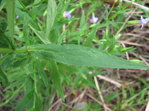 Alleghany Monkeyflower (Mimulus ringens)