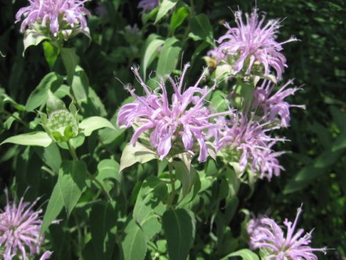 Mint-leaf Beebalm (Monarda fistulosa)