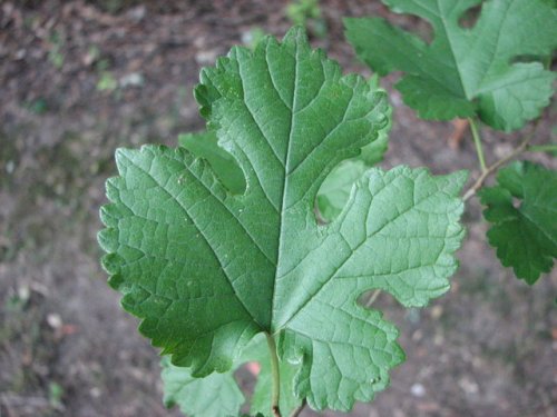 White Mulberry (Morus alba)