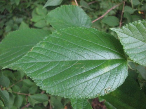 Red Mulberry (Morus rubra)