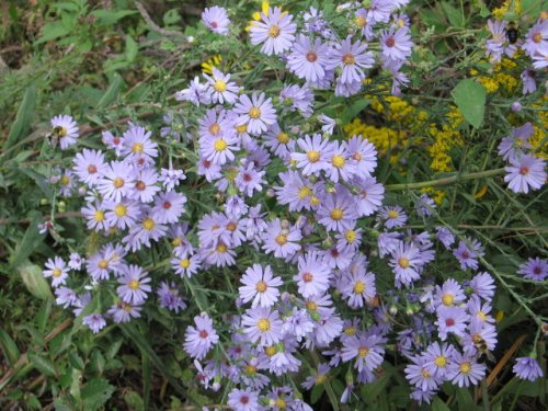 Smooth blue aster (Aster laevis)