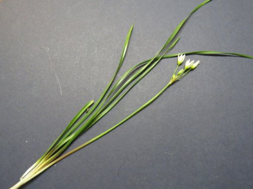 False Garlic (Nothoscordum bivalve)