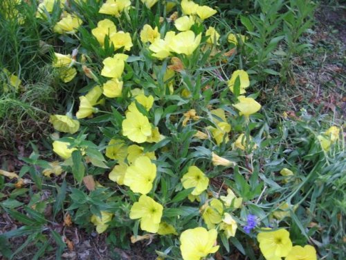 Missouri evening primrose (Oenothera macrocarpa)