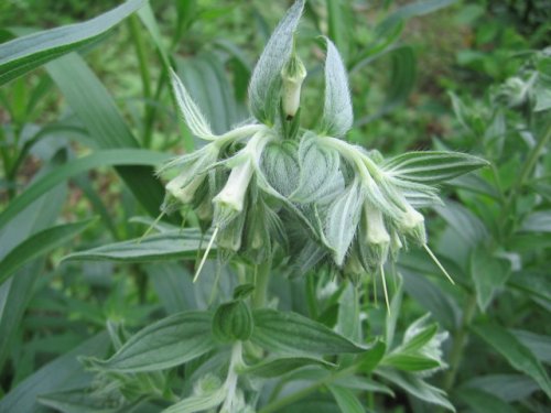 Western Marbleseed (Onosmodium molle)