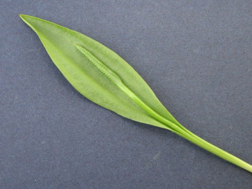 Adders Tongue Fern (Ophioglossum engelmannii)