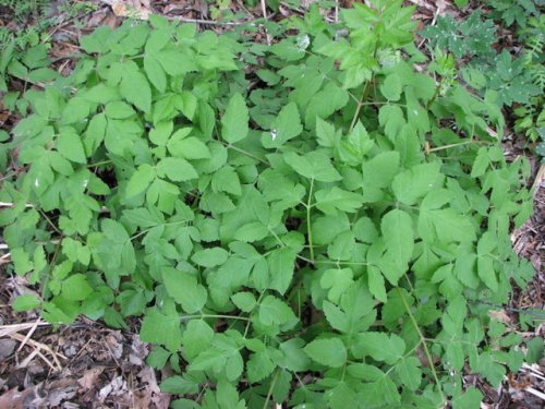 Anise Root (Osmorhiza longistylis)