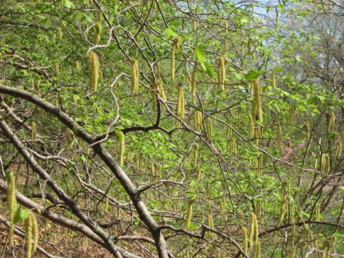 Hop Hornbeam (Ostrya virginiana)