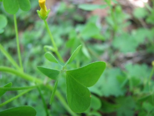 Gray-green Wood Sorrel (Oxalis dillenii)