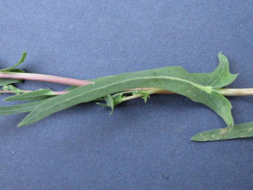 Willow Leafed Lettuce (Lactuca saligna)