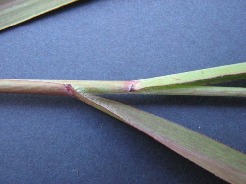 Switchgrass (Panicum virgatum)