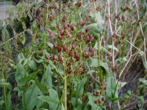 Foxglove Beardtongue (Penstemon digitalis)