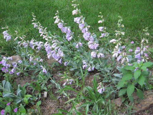 Large-flower beardtongue (Penstemon grandiflorus)