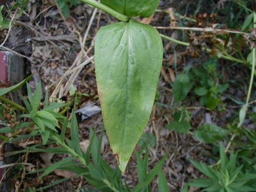 Tube Beardtongue (Penstemon tubiflorus)