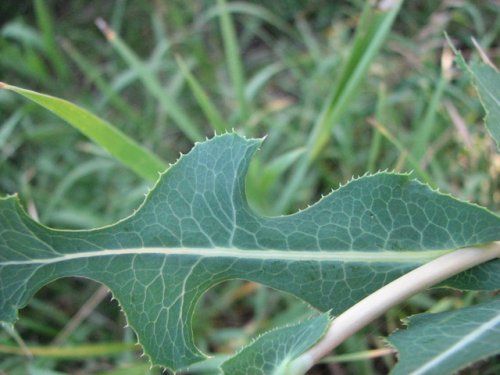 Prickly Lettuce (Lactuca serriola)