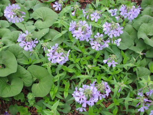 Blue Phlox (Phlox divaricata)