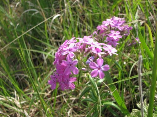 Prairie Phlox (Phlox pilosa)