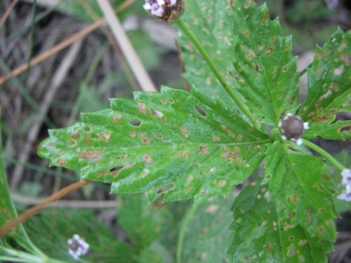 Lanceleaf Fogfruit (Phyla lanceolata)