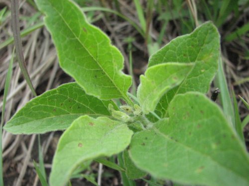 Prairie Ground Cherry (Physalis pumila)