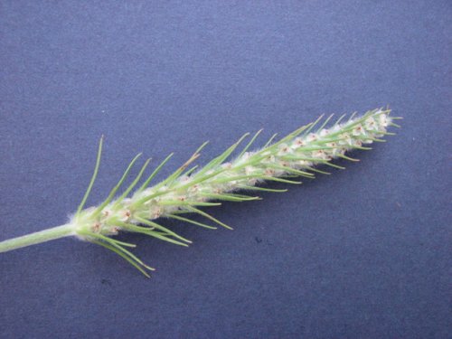 Largebracted Plantain (Plantago aristata)