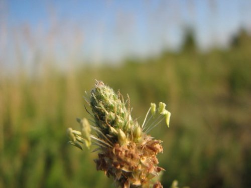 English Plantain (Plantago lanceolata)