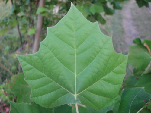 Common Sycamore (Platanus occidentalis)