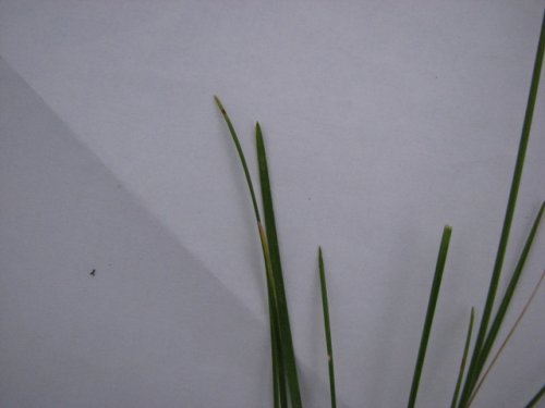 Kentucky Bluegrass (Poa pratensis)