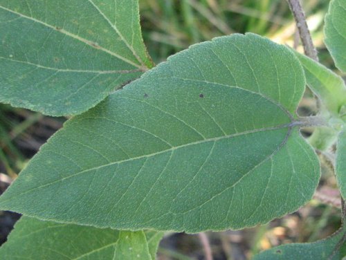 Annual Sunflower (Helianthus annuus)