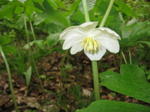 May Apple (Podophyllum peltatum)