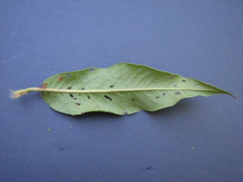 Swamp Smartweed (Persicaria amphibia)