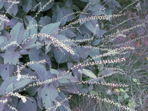 Virginia Knotweed (Polygonum virginianum)