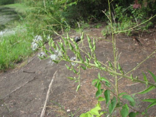 Canada Lettuce (Lactuca canadensis)