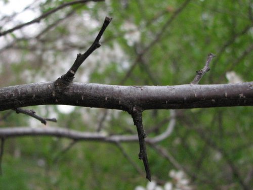 Wild Plum (Prunus americana)