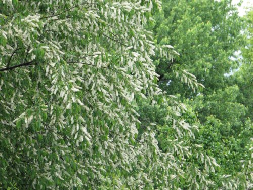 Black Cherry (Prunus serotina)