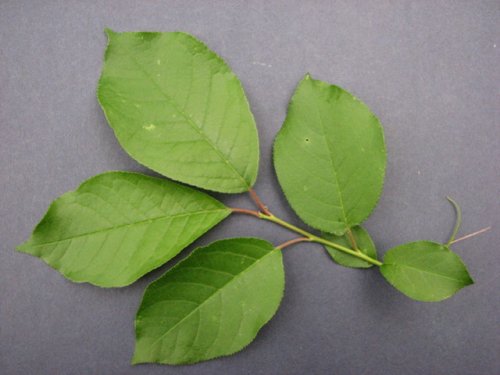 Choke Cherry (Prunus virginiana)