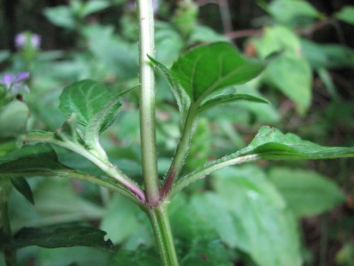 Common Selfheal (Prunella vulgaris)