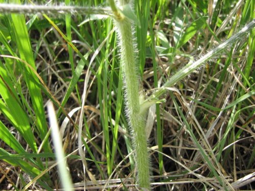 Prairie Turnip (Psoralea esculenta)