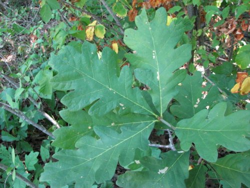 White Oak (Quercus alba)