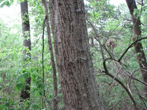 Red Oak (Quercus borealis)