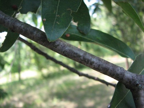 Shingle Oak (Quercus imbricaria)