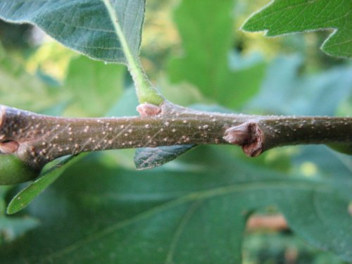 Bur Oak (Quercus macrocarpa)