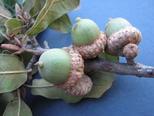 Black Jack Oak (Quercus marilandica)