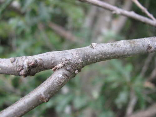 Dwarf Chinquapin Oak (Quercus prinoides)