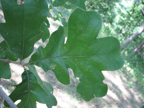 Post Oak (Quercus stellata)