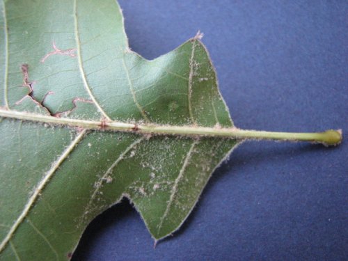 Black Oak (Quercus velutina)