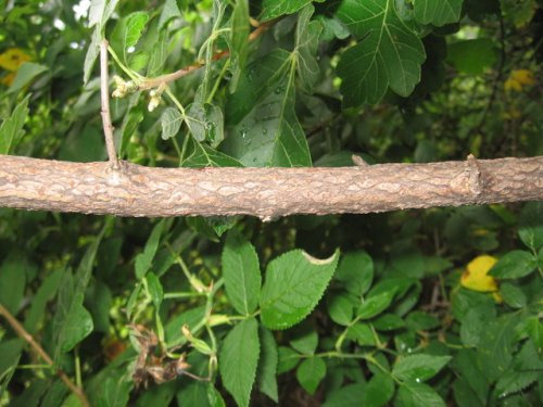 Aromatic Sumac (Rhus aromatica)