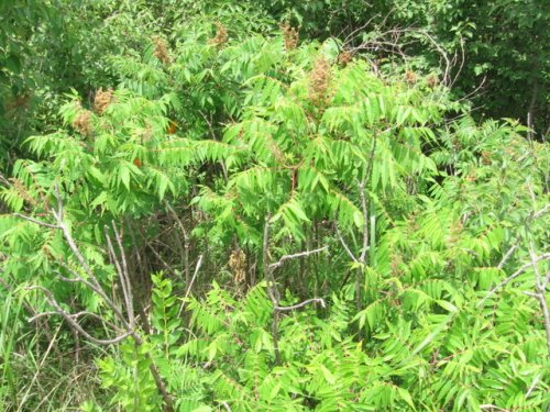 Smooth Sumac (Rhus glabra)