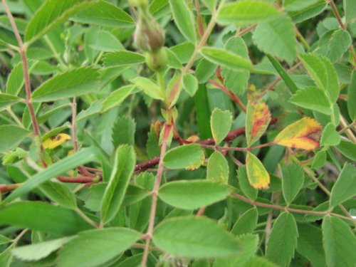 Prairie Rose (Rosa arkansana)